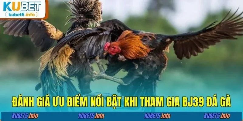 Đánh giá ưu điểm nổi bật khi tham gia BJ39 đá gà
