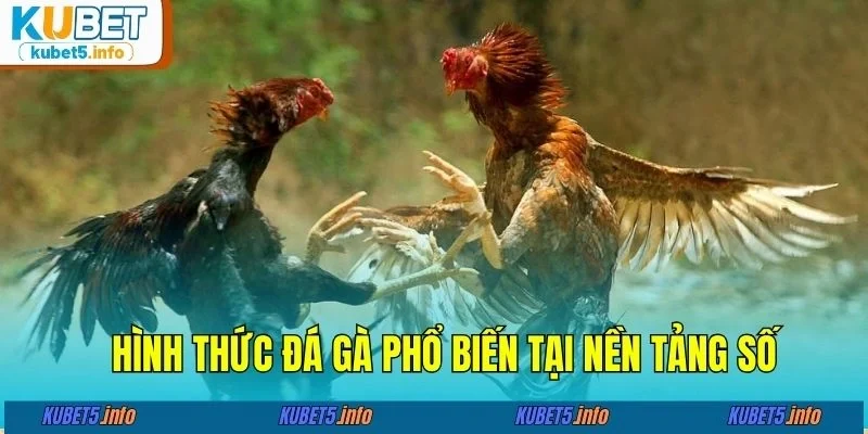 Hình thức đá gà phổ biến tại nền tảng số